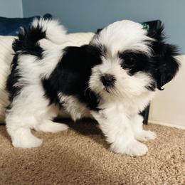 Shichon Puppies from Great Lakes Teddy Bear Dogs