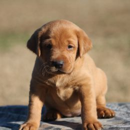 Labrador Retriever Puppies from Triple Creek Kennel