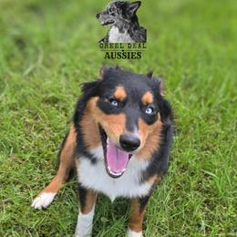 Blizzard - Australian Shepherd