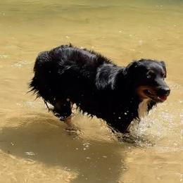 Skeeter - Miniature Australian Shepherd
