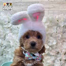 Tan - Apricot male Goldendoodle puppy in Rockledge, Florida from Stormie's Doodles