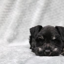 Reba - Black and silver female Miniature Schnauzer puppy in Tremonton, Utah from Rocky Mountain Schnauzer