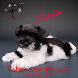 Corbin AKC (toy size) - Parti male Miniature Schnauzer puppy in Pelzer, South Carolina from Schnauzer Heaven Von Longbach