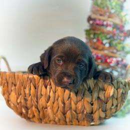 Hopper - Chocolate male Labrador Retriever puppy in Isle, Minnesota from Dog Ear Outfitters