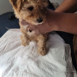 Sandy - Poodle puppy in San Jacinto, California from Elite Poodle