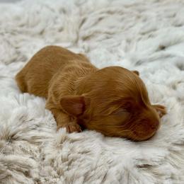 Nutmeg - Red female Cavapoo puppy in Van Alstyne, Texas from Home Grown Puppies