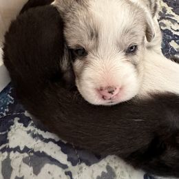 Cardigan Welsh Corgi Puppies from Smoky Tails Corgis