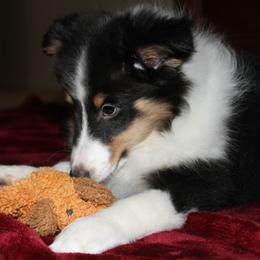 Shetland Sheepdog Puppies from Stafford Shelties