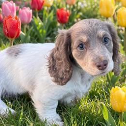 Adele  (Isabella and cream) - Fawn (Isabella) female Dachshund puppy in Albany, Wisconsin from Deglow’s Doxies