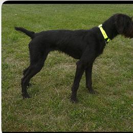 Tikka - German Wirehaired Pointer