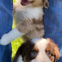 Miniature Australian Shepherds from Driskill’s Broken Apur Toy-Mini Aussies