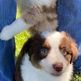 Miniature Australian Shepherds from Driskill’s Broken Apur Toy-Mini Aussies