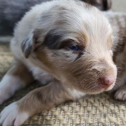 Australian Shepherds from M Farms