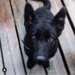 German Shepherd Puppies from Vom Hillhaus
