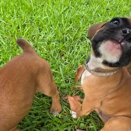 Boxer Puppies from Puppy Patch