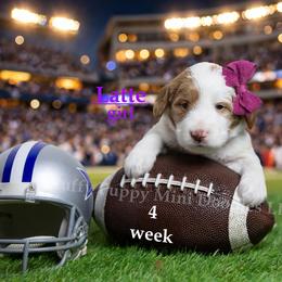Latte PURPLE COLLAR girl 3500 - Parti female Goldendoodle puppy in Corona, California from Fluffy Puppy Mini Doodles LLC