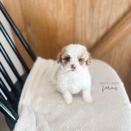 Lucky - Parti male Maltipoo puppy in Huntsville, Texas from Nelson Creek Farms