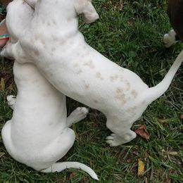 Dalmatian Puppies from Woofter Dalmatians