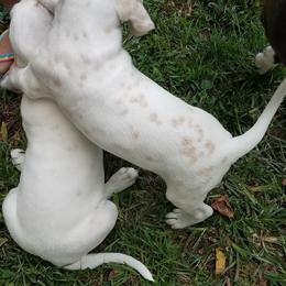 Dalmatian Puppies from Woofter Dalmatians