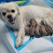 Tibetan Spaniel puppies from Coastal Peaks Tibetan Spaniel Breeder