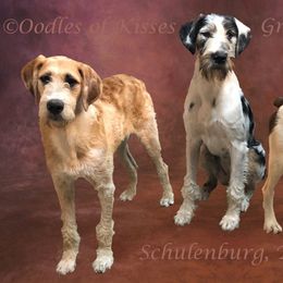 Assorted Doodle Crosses Puppies from Oodles of Kisses' Great DaNoodles