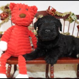 AKC 25033 - Black male Miniature Schnauzer puppy in Mount Airy, Georgia from Miniature Schnauzers GA, LLC