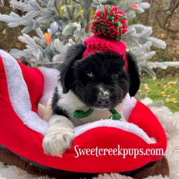Fancy Fannie - White and black female Newfoundland puppy in Cambridge, Ohio from Sweet Creek Pups