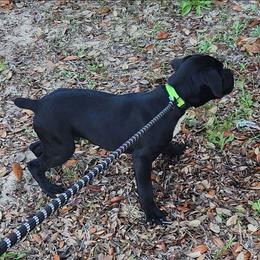 Green - Black male Cane Corso puppy in Pomona Park, Florida from Noble Guard Cane Corso