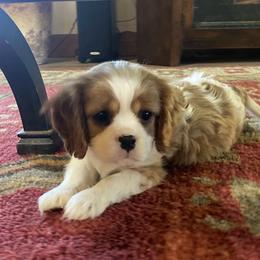 Joey - Blenheim male Cavalier King Charles Spaniel puppy in Anderson, California from Norcal Cavaliers of Northern California