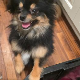 Gigi - Pomeranian