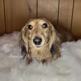 Belle - Dachshund