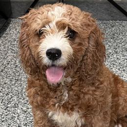 Polly - Cavapoo