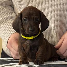 Yellow Collar Girl - Brindle female Dachshund puppy in Baltimore, Maryland from Passport Dachshunds