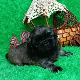 Pekingese puppies from My Unique Peke