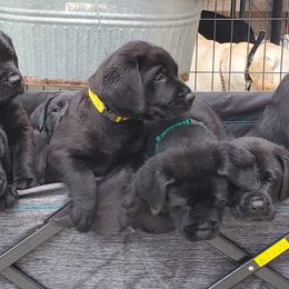 Labrador Retriever Puppies from Labs4Ever Labradors