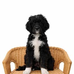 Brownie - Tri-color male Bernedoodle puppy in Brigham City, Utah from Prairie Rose Doodles