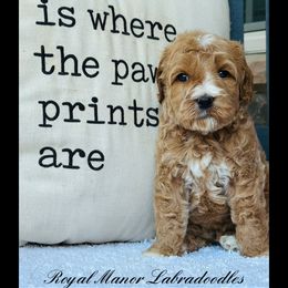 Boy 4 - Apricot male Australian Labradoodle puppy in Florence, New Jersey from Royal Manor Labradoodles
