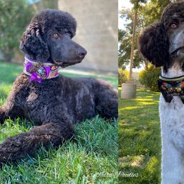 Poodle All Grown Up from Watts Poodles