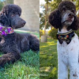 Poodle All Grown Up from Watts Poodles
