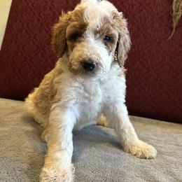 Reba - Brown and white female Bernedoodle puppy in Pauls Valley, Oklahoma from Daisy’s Doodles