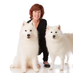 Samoyeds from Kismet