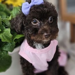Clara - Phantom female Bernedoodle puppy in Decatur, Tennessee from Diamond's Doodles