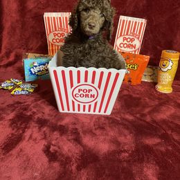 Poodle Puppies from Glory Bound Farm & Kennel