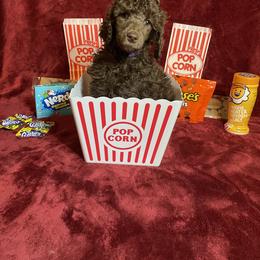 Poodle Puppies from Glory Bound Farm & Kennel