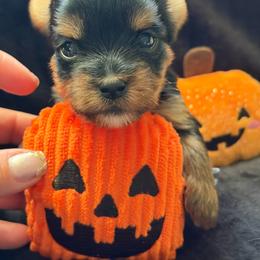 Pumpkin Latte - Black and tan female Yorkshire Terrier puppy in Coeur D Alene, Idaho from Cozy Coeur Yorkies