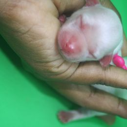 Girl 3 - female Morkie puppy in Eastpointe, Michigan from YorkiesPawsLife