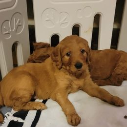 Goldendoodle Puppies from Kimber's Doodles
