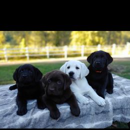 Labrador Retriever Puppies from White River Labradors