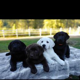 Labrador Retriever Puppies from White River Labradors