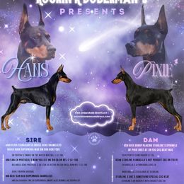 Doberman Pinscher puppies from Rockin K Kennels